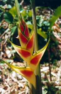 Wachsblume