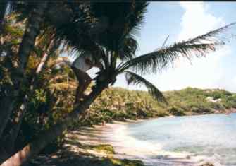 Springbay