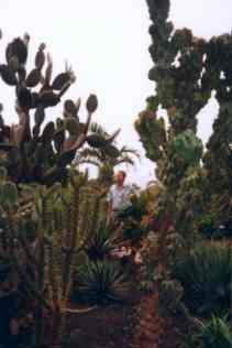 Kakteengarten