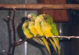 Vogelpark