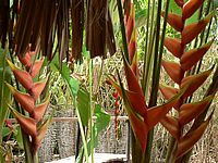 Ausflug in den Tropical Irrgarten